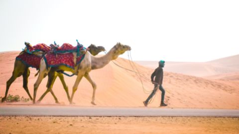 Camel Safari